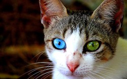 Những loài vật có đôi mắt hai màu khác lạ