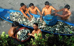 Chùm ảnh: Nông dân Cà Mau chụp đìa cá đồng ngày Tết