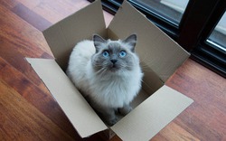 Vì sao mèo thường trốn vào trong hộp?