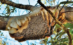 Mùa gác kèo ăn ong ở rừng tràm U Minh
