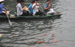 Du khách thích thú ngắm cá chép đỏ ở Tràng An
