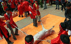 Báo quốc tế nói gì về lễ hội chém lợn của Việt Nam?