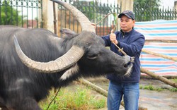 Chuyên gia trâu chọi Trịnh Quang Tuyên: “Hội sẽ có nhiều trận đấu hấp dẫn”