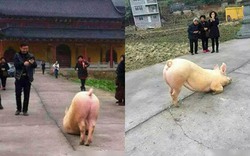 Kì lạ lợn quỳ lạy trước cửa Phật