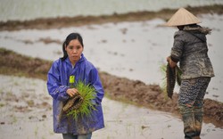 Nắng ấm kéo dài,  lo lúa trổ sớm