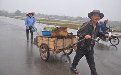 Các biện pháp chăm sóc lúa trong thời tiết ấm