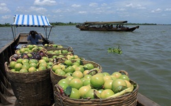 Ngọt thơm trái vú sữa Lò Rèn – Vĩnh Kim