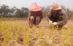 Nước mặn xâm nhập: Hàng ngàn ha lúa miền Trung bị ảnh hưởng