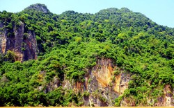 Đi tìm loài cây “thần” trên vách núi Pha Long