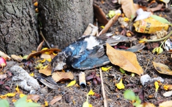 TP.HCM: Chim phóng sinh ở chùa vừa ra khỏi lồng đã ngã quỵ, chờ chết 