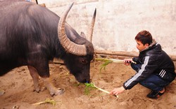 Giữ sức, luyện tài cho các “ông trâu”