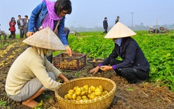 Công nghệ trồng khoai tây sạch bệnh không cần đất