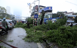 Hà Nội: Hàng loạt cây xanh bị đốn hạ trên đường Nguyễn Chí Thanh