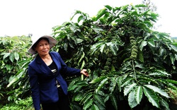 Chương trình tái canh cà phê cho Tây Nguyên: Doanh nghiệp chung tay tháo gỡ khó khăn cho nông dân