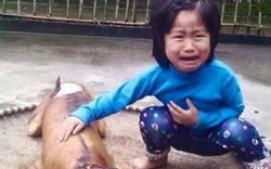 Xúc động với bức ảnh bé gái nức nở bên chú chó bị giết thịt