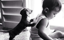 Những hình ảnh cảm động của tình bạn giữa chó và người