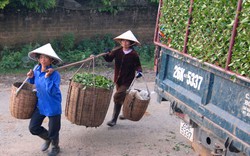 Thủ tục hải quan cho ngành chè còn rườm rà