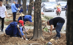 HN: Cận cảnh “công trường” đốn cây trên đường Nguyễn Chí Thanh