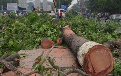 Hà Nội chặt hạ 6.700 cây xanh: “Hầu hết người dân ủng hộ“