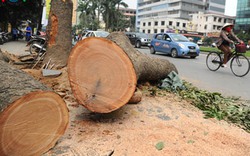 Còn đâu cây cơm nguội vàng, cây bàng lá đỏ, hoa sữa ngọt ngào đêm đêm... 