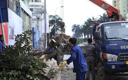 GS Nguyễn Lân Dũng: “6.700 cây bị chặt hạ là con số quá lớn”