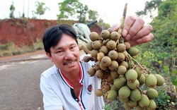 Dân bỏ rẫy vào rừng tìm trái mây xuất Trung Quốc