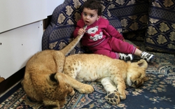 Nuôi 2 chú sư tử làm thú cưng trong nhà