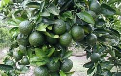 Kỹ thuật chăm sóc cây cam sau thu hoạch