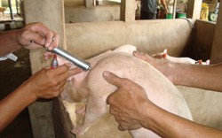 Tiêm vacxin cho lợn nái: Phòng hơn chữa bệnh