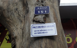 &#34;Chỉ có 3 loại cây được chặt phá không cần xin phép&#34;