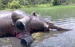 Phát hiện một con voi chết bị mất da và đế chân
