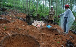 Hài hước chuyện mua gom cây “vàng tâm”