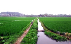 Ấm nồng hương lúa xanh trong mưa phùn tháng Hai...