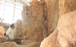 Chiêm ngưỡng bộ rễ cây “cổ phật” 30 tấn ở Sóc Trăng
