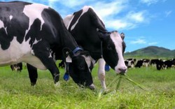 Trang trại bò sữa Vinamilk – điểm đến mới 