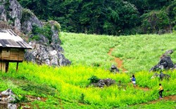 Một ngày "picnic" trong rừng thông bản Áng