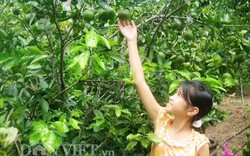 Làng trái cây có nhiều “cái nhất” ở xứ Quảng