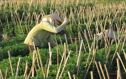 Đại gia làm hoa tết ở Tân Thành