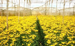 Lâm Đồng: Làng hoa thu 200 tỷ đồng mỗi năm