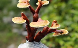 Nấm linh chi bonsai - "thú cưng" chục triệu chưng Tết hút khách Sài thành