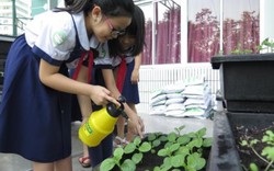 Vườn rau sạch cho học sinh - tại sao không?