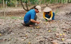 Loay hoay tìm cây chủ lực: Băn khoăn giữa điều và cao su