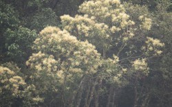 Mùa “giao hoan” của rừng dẻ Quảng Bình