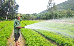 Khánh Hòa: Hơn 5.000 hộ vay vốn Quỹ Hỗ trợ nông dân