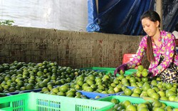 Phát triển ngành trồng trọt: “Ăn thua ở an toàn vệ sinh thực phẩm”