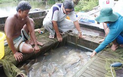 Lúa thơm - tôm sạch, hướng đi mới của nhà nông