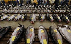 Lạc vào chợ đấu giá cá ngừ đầu năm ở Nhật Bản