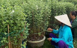 Hoa bán Tết: Trồng cúc thì cười, trồng lily "méo mặt"