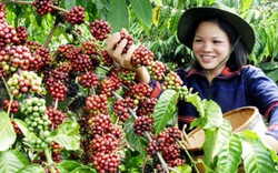 Nông dân thi  “Vườn cà phê đẹp”