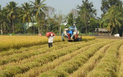 Giàu nhanh nhờ dùng giống lúa xác nhận